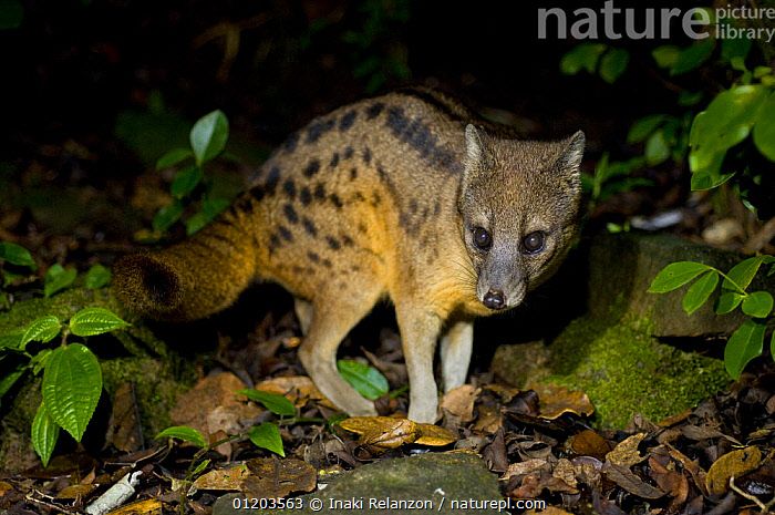 Stock photo of Malagassy / Fanaloka civet (Fossa fossana) Ranomafana National Park…. Available for licencing on www.naturepl.com