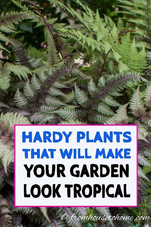 Hardy plants that look tropical