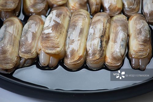 海鲜贝类蛏子图片素材