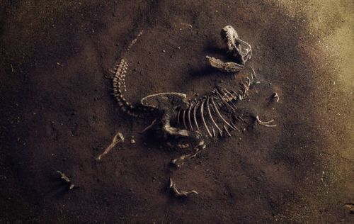 Dinosaur Fossil (Tyrannosaurus Rex) Found by Archaeologists Dinosaur Fossil (Tyrannosaurus Rex) Found by Archaeologists dinosaur fossil stock pictures, royalty-free photos & images