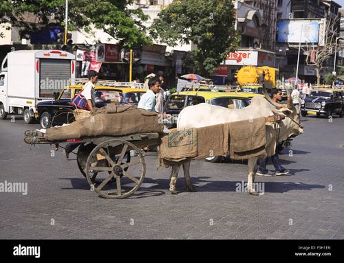 Bullock cart on Maulana Shaukatali road ; Grant road ; Bombay now Mumbai ; Maharashtra ; India - Stock Image
