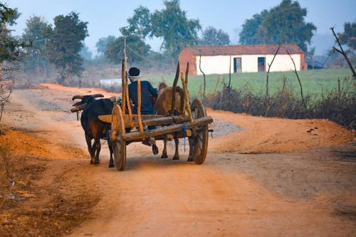 Indian bullock cart run by man in village. TIKAMGARH, MADHYA PRADESH, INDIA - FEBRUARY 10, 2020: Indian bullock cart run by man in village. bullock cart stock pictures, royalty-free photos & images