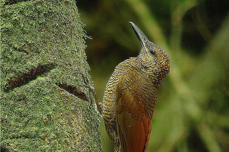 Barred Woodcreeper