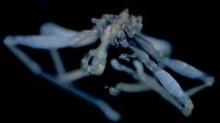 New hairy-legged, three-lipped, red-eyed sea spider species discovered - CNN