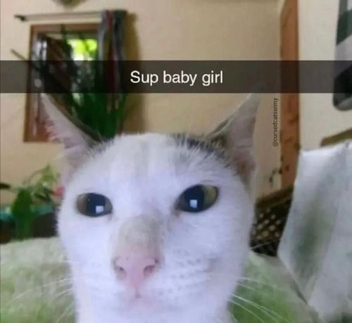 a close up of a cat with the caption sup baby girl