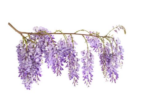 Wisteria flowers Wisteria flowers isolated on white background wisteria stock pictures, royalty-free photos & images