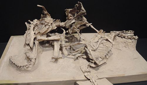 Fighting dinosaurs fossil