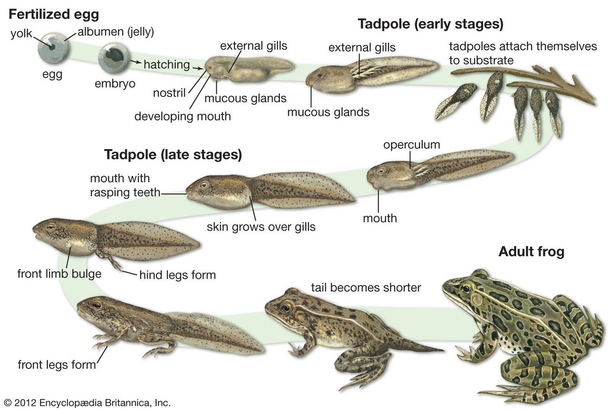Common frog | amphibian | Britannica