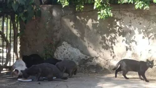 Córdoba, referencia en España en el método CER en gatos: ¿En qué consiste?