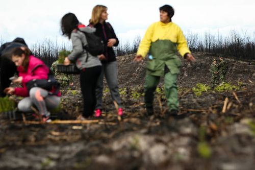 Volunteers take part in the Reforestation of Pinhal de Leiria forest, counting with more than 67.500 Pine Trees that was donated, to be planted on...