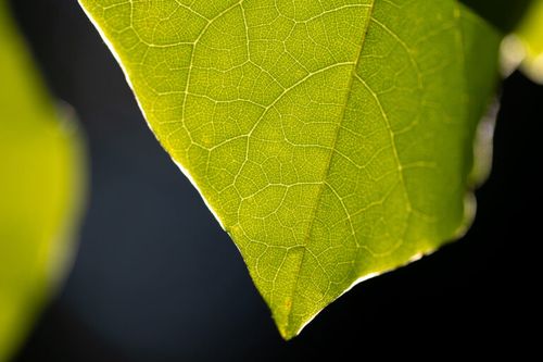 Macro Leaf in Sunlight