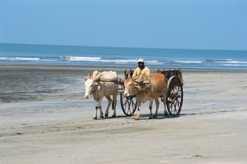 Indian Bullock Cart at Anjerli beach Anjerli Dapoli Maharashtra India sky sea sand. Indian bullock cart stock images, royalty-free photos and pictures