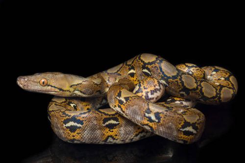 Reticulated Python snake  isolated on black background. Reticulated Python snake (Python reticulatus) isolated on black background. indian python stock pictures, royalty-free photos & images