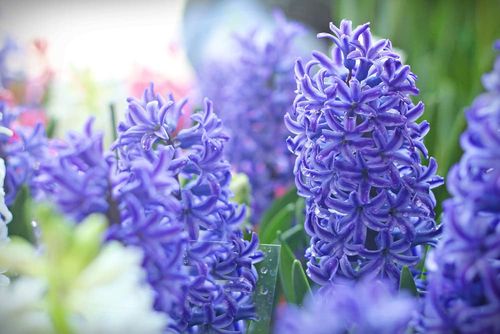 blue and purple hyacinth flowers