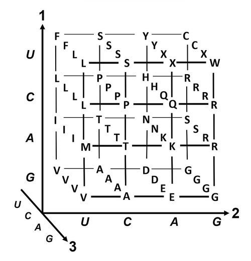 3d genetic code
