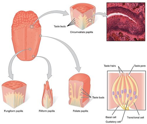 1402_The_Tongue.jpg