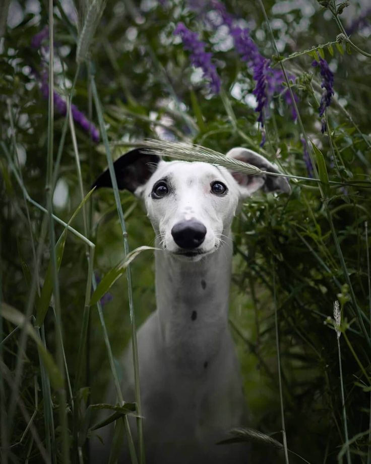 14 Pictures Only Whippet Owners Will Think Are Funny | Whippet, Pictures, Cute animals