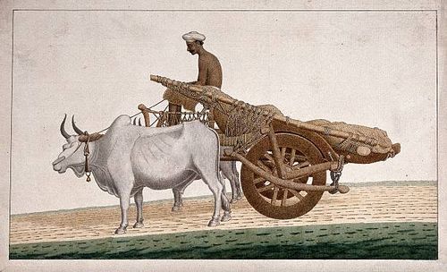 Man driving a cart drawn by bullocks, . Creator: Unknown.