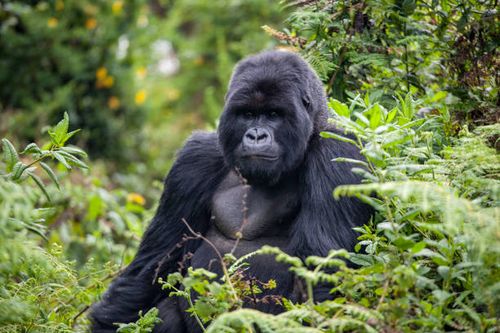  Top Places to Visit in Rwanda: A Land of a Thousand Hills