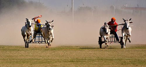 Indian villagers take part in bullock cart race during a rural sports festival, also known as "Indian Rural Olympics", in Kila Raipur, near Ludhiana,...