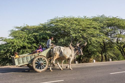 A bullock cart on a road near Palitana, Gujarat, India. Indian bullock cart picture stock images, royalty-free photos and pictures