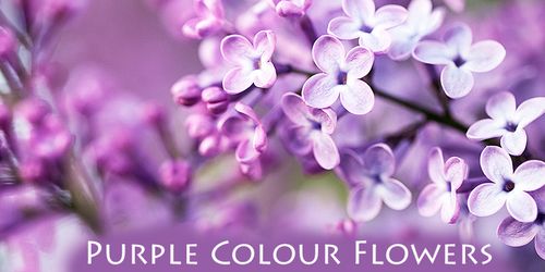Purple Colour Flower Names