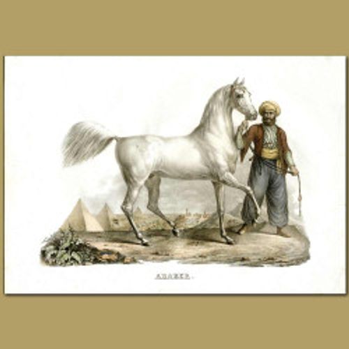 Arabian Horse And Handler