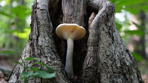 A tall white mushroom in the forest.