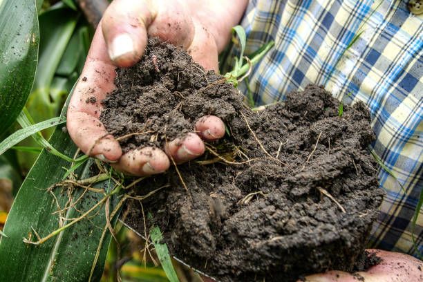 Heathy soil from regenerative agriculture field Heathy soil from regenerative agriculture field regenerative agriculture stock pictures, royalty-free photos & images