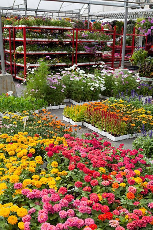 garden center and plant nursery with flowers for spring gardening - annual-flowers stock pictures, royalty-free photos & images