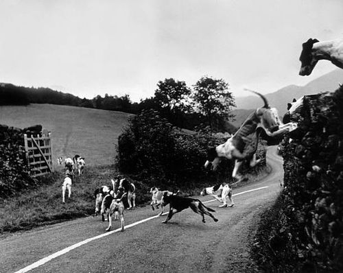 hound trailing - foxhound stock pictures, royalty-free photos & images