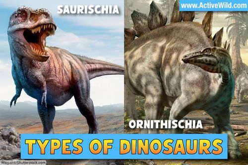 Types Of Dinosaurs