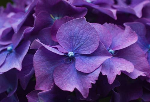 close-up of purple hydrangea - purple flowers stock pictures, royalty-free photos & images