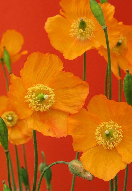 Poppies