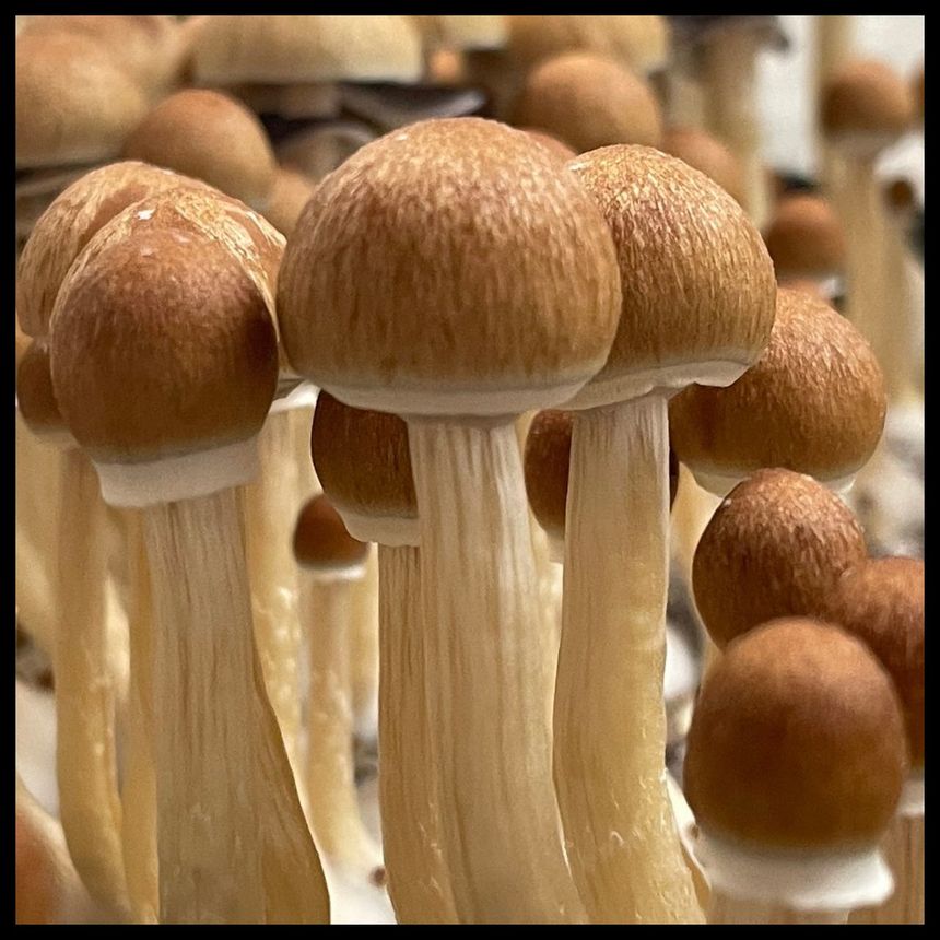 Z-Strain