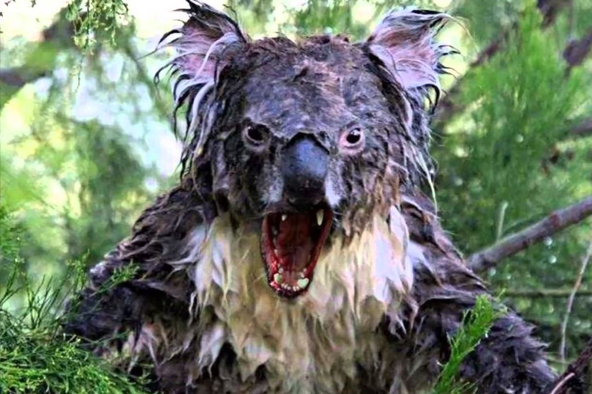The great Aussie drop bear
