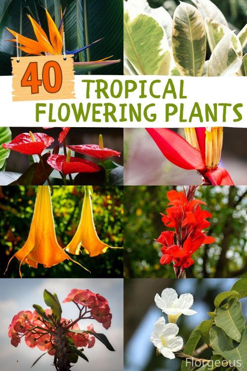 the top ten tropical flowering plants with text overlay that reads 40 tropical flowering plants