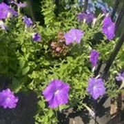 r/flowers - Anyone know the name of this purple flower I’m trying to save seed from it?