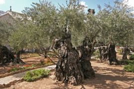 Jerusalem-Garden Of Gethsemane