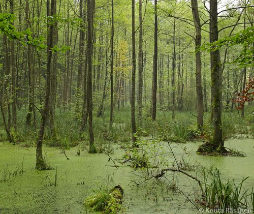 Hohe Buche Nature Reserve