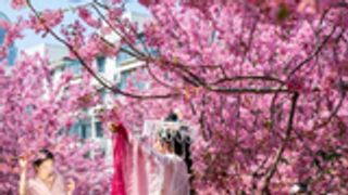 武汉光谷樱花大道樱花绽放