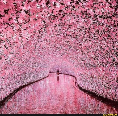 cherryblossom, cherryblossomaesthetic, cherryblossomaesthetics, aesthetic, aesthetics