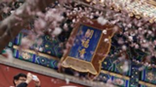 北京北海公园山桃花盛放