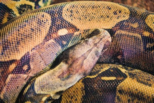A python snake lies on a surface with its body curled. Python snake stock images, royalty-free photos and pictures