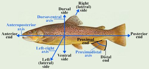Anatomical terms of location in most fish