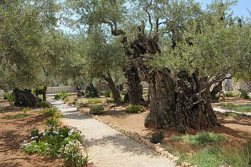 Garden of Gethsemane Garden of Gethsemane on the Mount of Olives garden of gethsemane stock pictures, royalty-free photos & images
