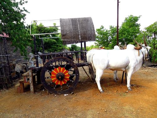 A traditional bullock cart in a small Indian village. Indian bullock cart stock images, royalty-free photos and pictures