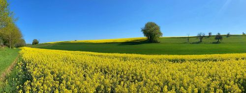article topimage rapeseed field g858f275a6 1920