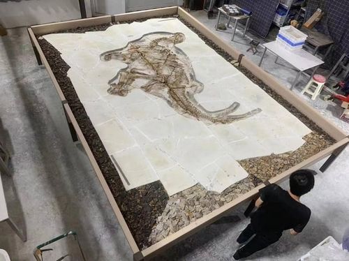 r/Dinosaurs - Complete Stegosaurus Fossil Found With Skin Still On! Amazing recent find of one of the best Stegosaurus fossils!