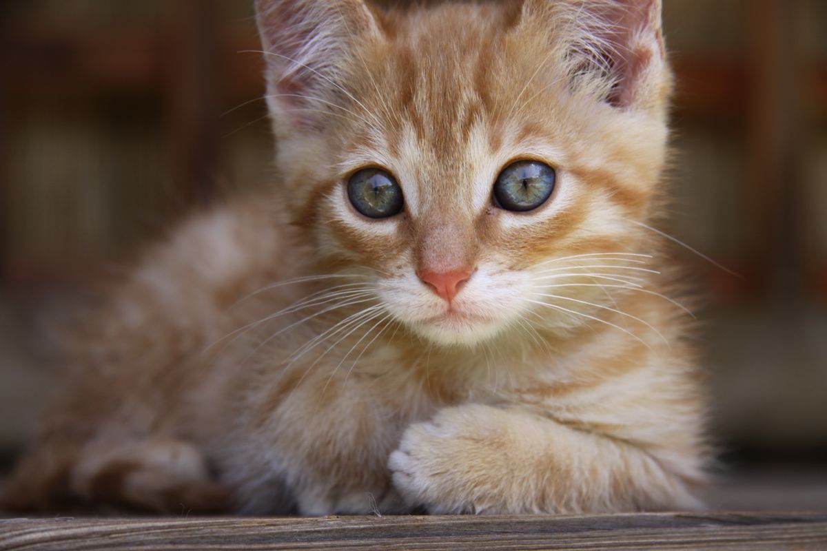 Free Images : animal, pet, kitten, fauna, heal, blue eye, close up, nose, whiskers, vertebrate ...